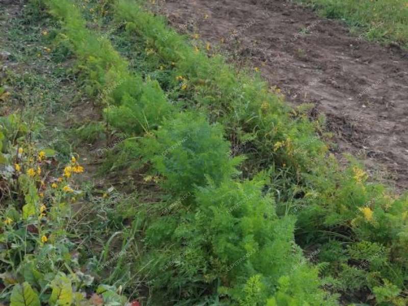 земельный участок 15 соток деревня Ткалино