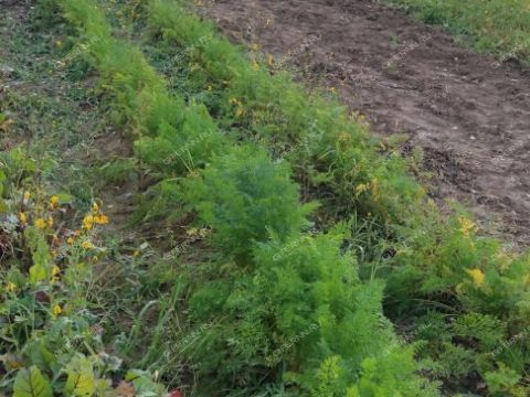 derevnya-tkalino-gorodeckiy-rayon фото