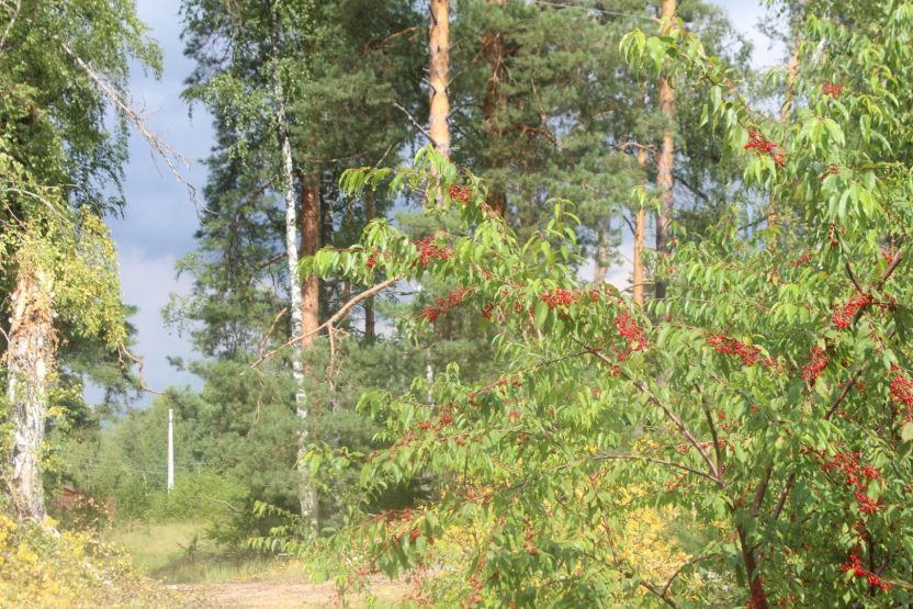 Фото: Ксения Ражева / gipernn.ru