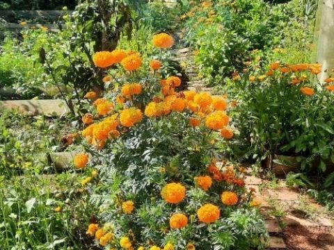 dacha-snt-urozhay-snt-urozhay фото