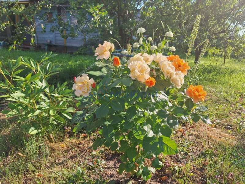 дом на - деревня Малое Содомово (Кантауровский сельсовет