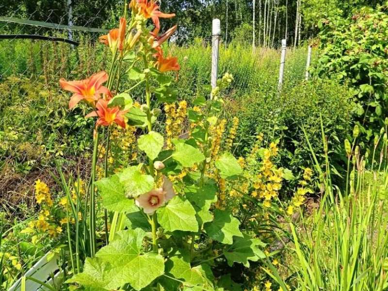 земельный участок 9 соток СТ Росинка деревня Зименки