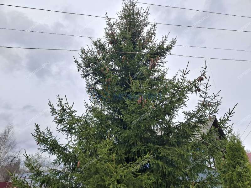 дом на Школьной улице деревня Полом