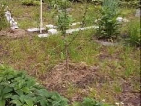 dacha-prosp-molodezhnyy фото