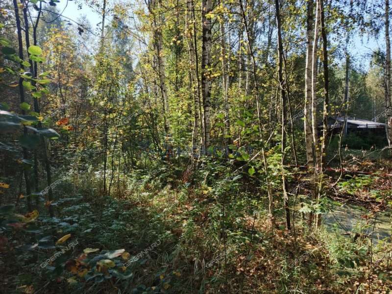 земельный участок 7,81 сотки Центральная улица посёлок Ситники