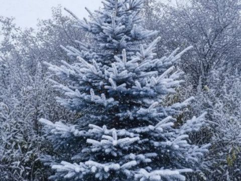 dom-derevnya-zhestelevo-pavlovskiy-municipalnyy-okrug фото