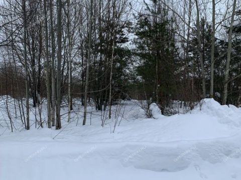 selo-arapovo-bogorodskiy-municipalnyy-okrug фото